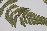 假蹄蓋蕨、東洋蹄蓋蕨藏品圖，第5張