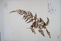 烏蕨藏品圖，第1張