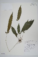 新月蕨藏品圖，第1張