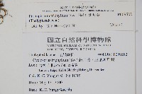 新月蕨藏品圖，第2張