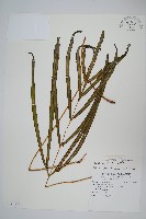 長葉鳳尾蕨藏品圖，第1張