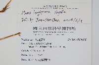 長葉鳳尾蕨藏品圖，第2張