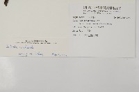 陰地三叉蕨藏品圖，第2張