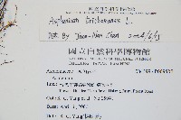 鐵角蕨藏品圖，第2張