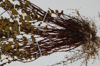 鐵角蕨藏品圖，第3張