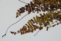 鐵角蕨藏品圖，第4張