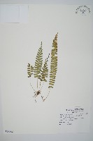 對生耳蕨藏品圖，第1張