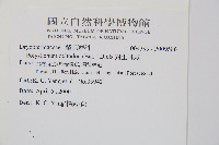 對生耳蕨藏品圖，第2張