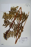 溪鳳尾蕨藏品圖，第1張