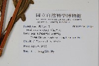 溪鳳尾蕨藏品圖，第2張