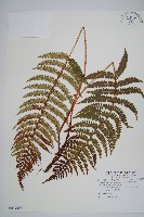 黑鱗耳蕨藏品圖，第1張