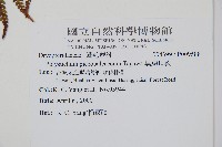 黑鱗耳蕨藏品圖，第2張