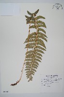 鐮葉耳蕨藏品圖，第1張