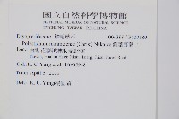 鐮葉耳蕨藏品圖，第2張