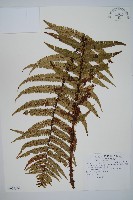 瓦氏鱗毛蕨藏品圖，第1張