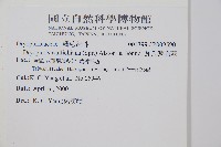 瓦氏鱗毛蕨藏品圖，第2張