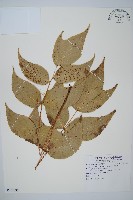 大葉貫眾蕨藏品圖，第1張