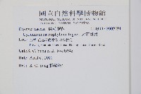 大葉貫眾蕨藏品圖，第2張