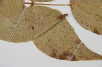 大葉貫眾蕨藏品圖，第4張