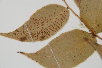 大葉貫眾蕨藏品圖，第5張