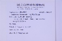 銀杏葉鐵角蕨藏品圖，第2張