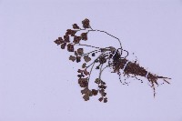 銀杏葉鐵角蕨藏品圖，第3張