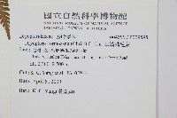 臺灣鱗毛蕨藏品圖，第2張