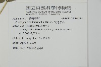 華鳳丫蕨藏品圖，第2張