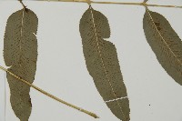 華鳳丫蕨藏品圖，第3張