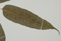 華鳳丫蕨藏品圖，第4張