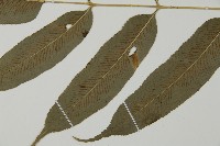 華鳳丫蕨藏品圖，第5張