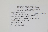 密葉卷柏藏品圖，第2張