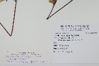 粉葉蕨藏品圖，第2張