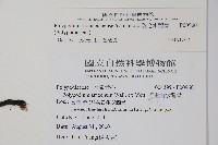 疏毛水龍骨藏品圖，第2張