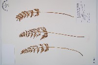 威氏鐵角蕨藏品圖，第1張