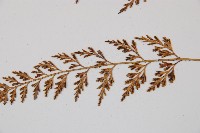 威氏鐵角蕨藏品圖，第3張