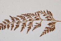 威氏鐵角蕨藏品圖，第4張