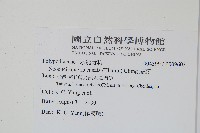 扇蕨藏品圖，第2張