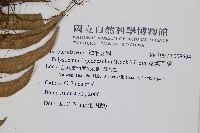 鞭葉耳蕨藏品圖，第2張