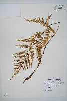 臺灣鱗毛蕨藏品圖，第1張