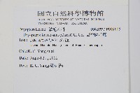 臺灣鱗毛蕨藏品圖，第2張