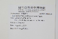 大星蕨藏品圖，第2張