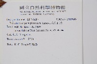尖葉耳蕨藏品圖，第2張
