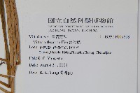 書帶蕨藏品圖，第2張