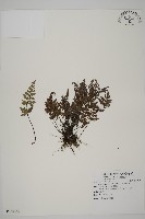 亨氏擬旱蕨藏品圖，第1張