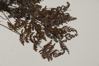 亨氏擬旱蕨藏品圖，第3張