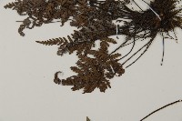 亨氏擬旱蕨藏品圖，第4張