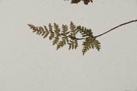 亨氏擬旱蕨藏品圖，第5張