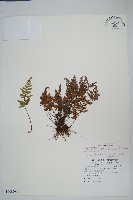 亨氏擬旱蕨藏品圖，第6張