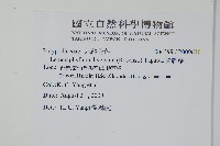 骨牌蕨藏品圖，第2張